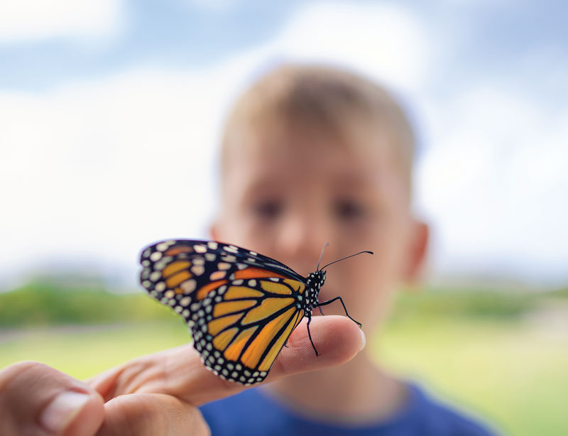 Boy holding butterfly - Credit: kieferpix/Getty Images